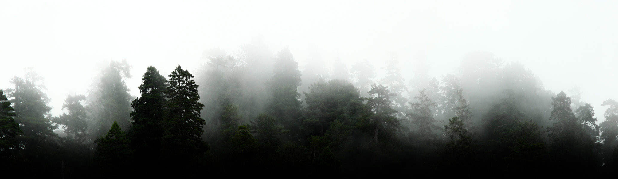 SILVA  |  WALD