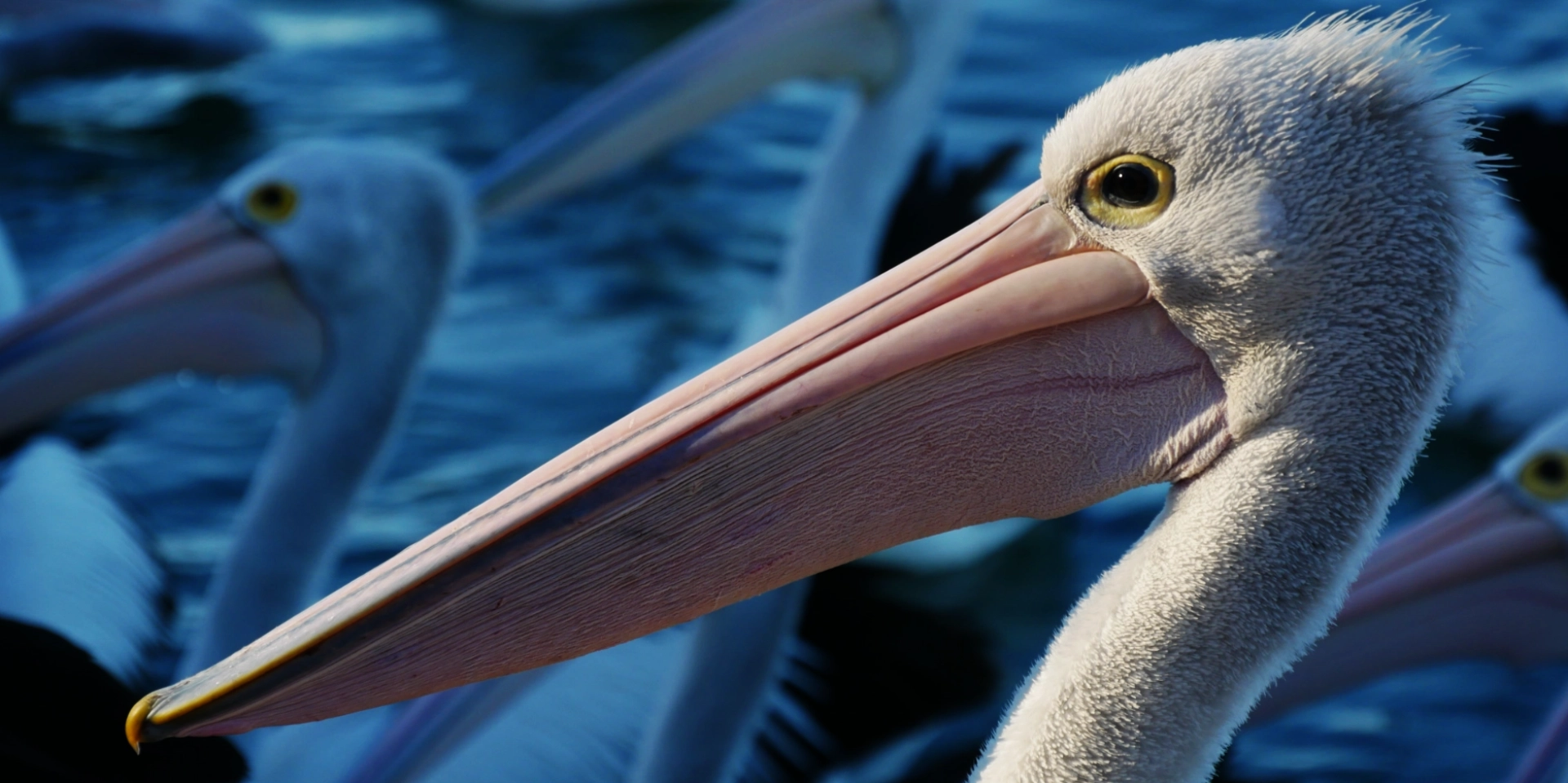 birds