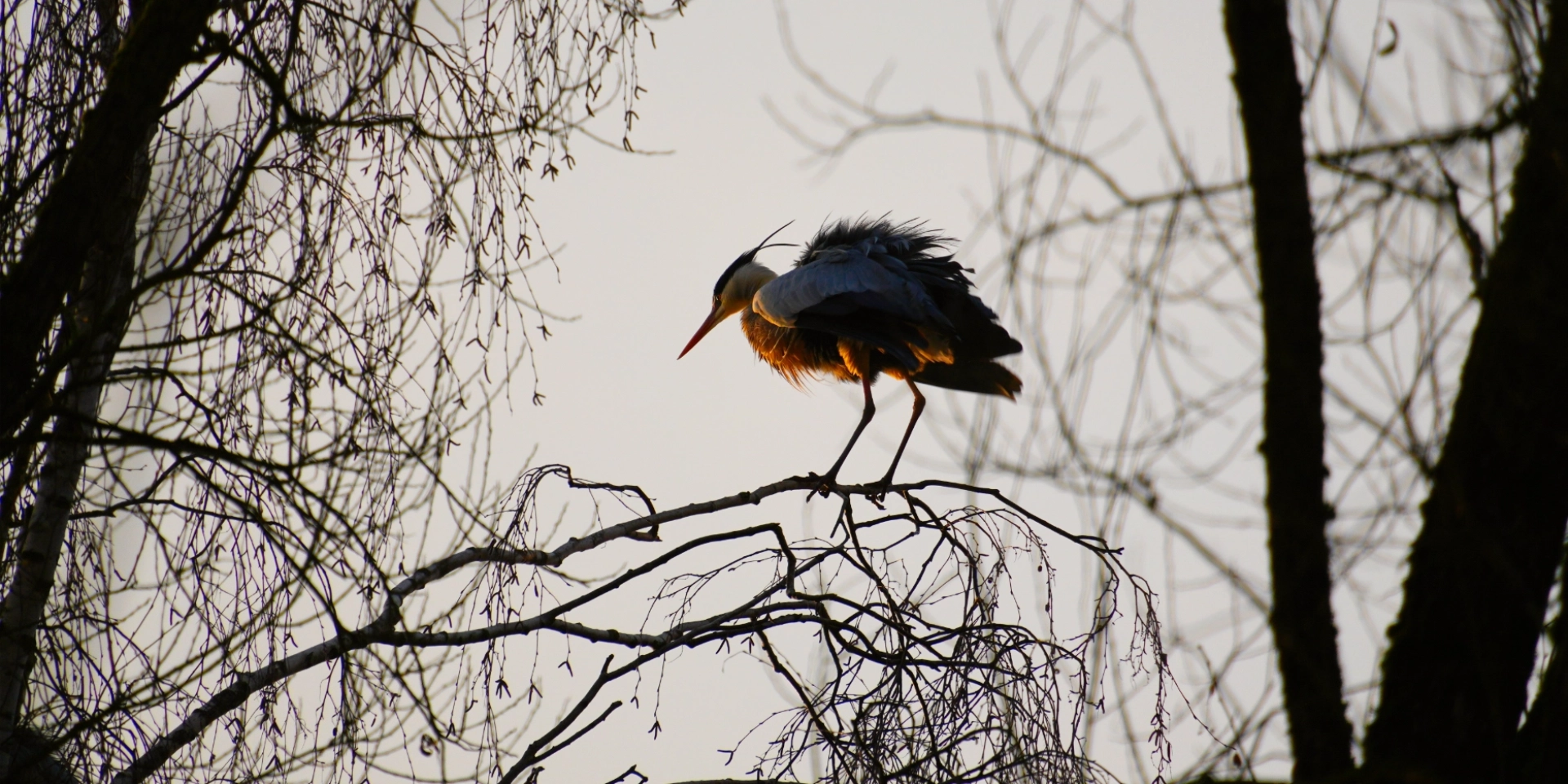 birds