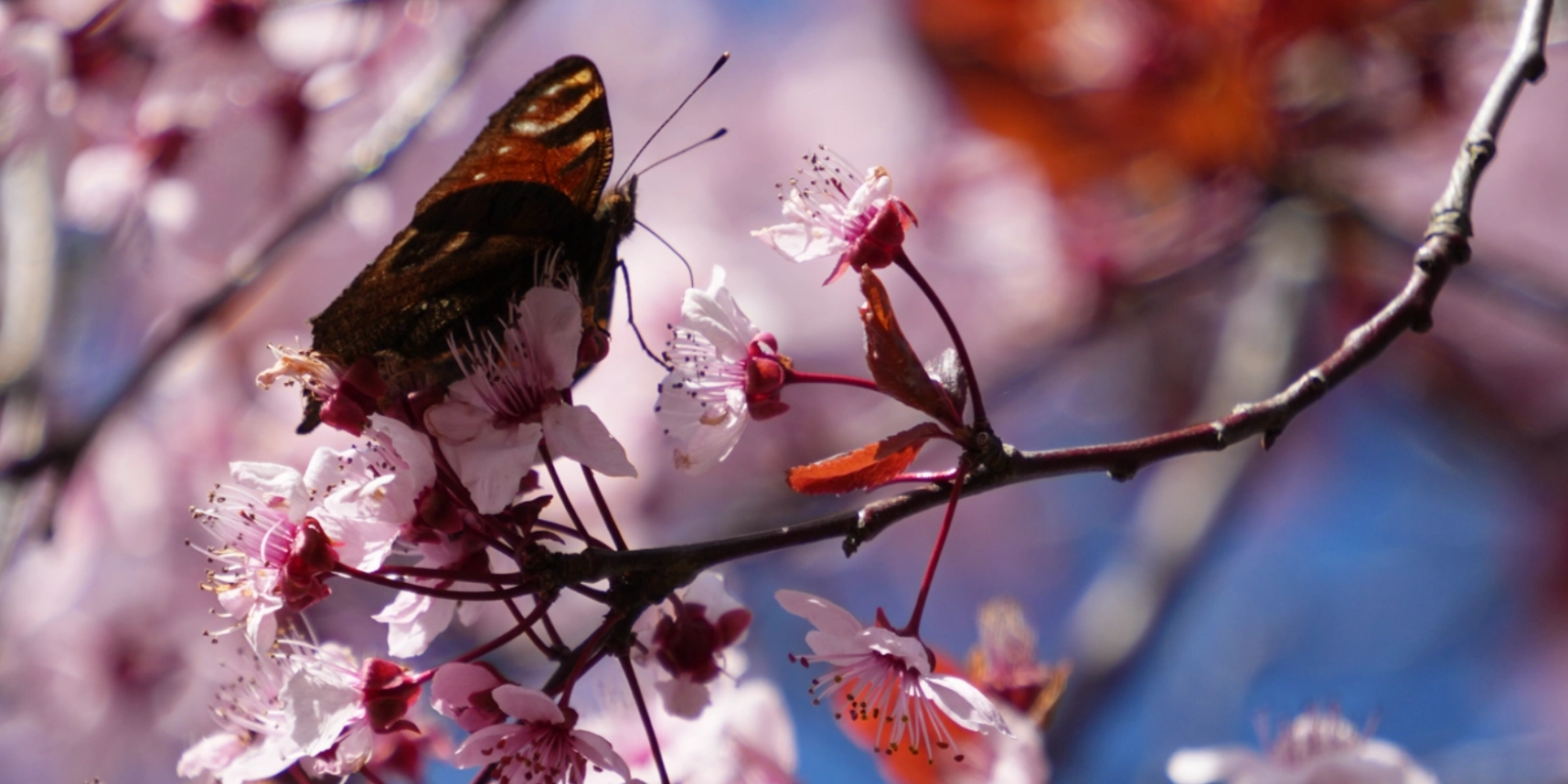 macro