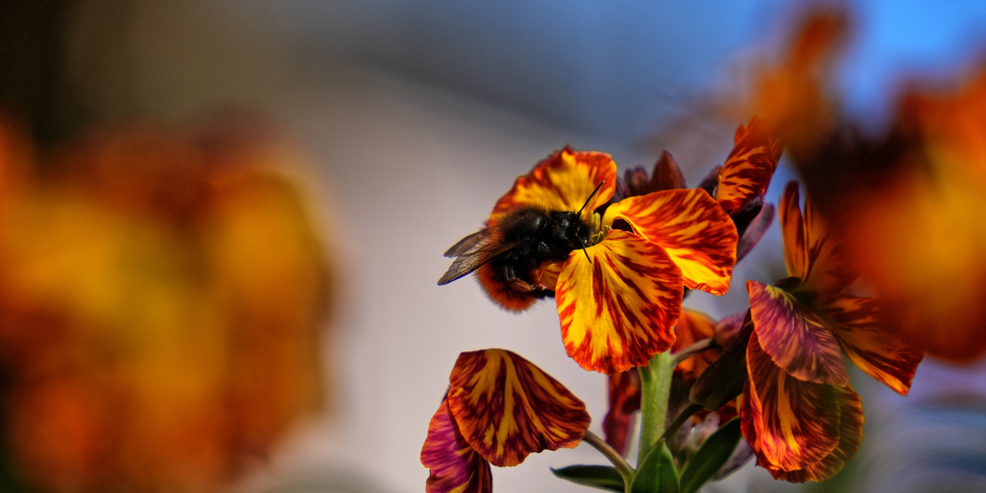 macro