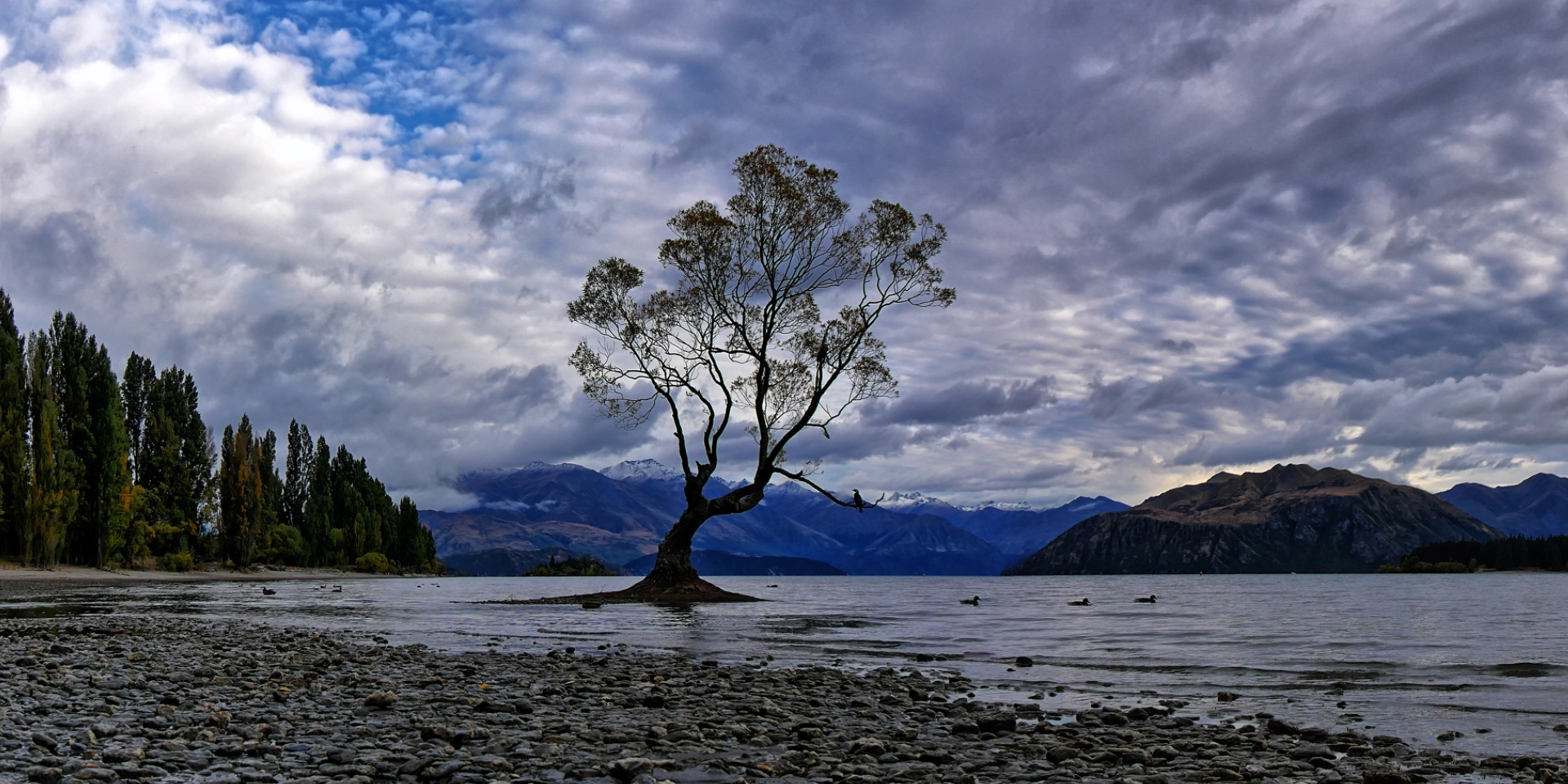 nz