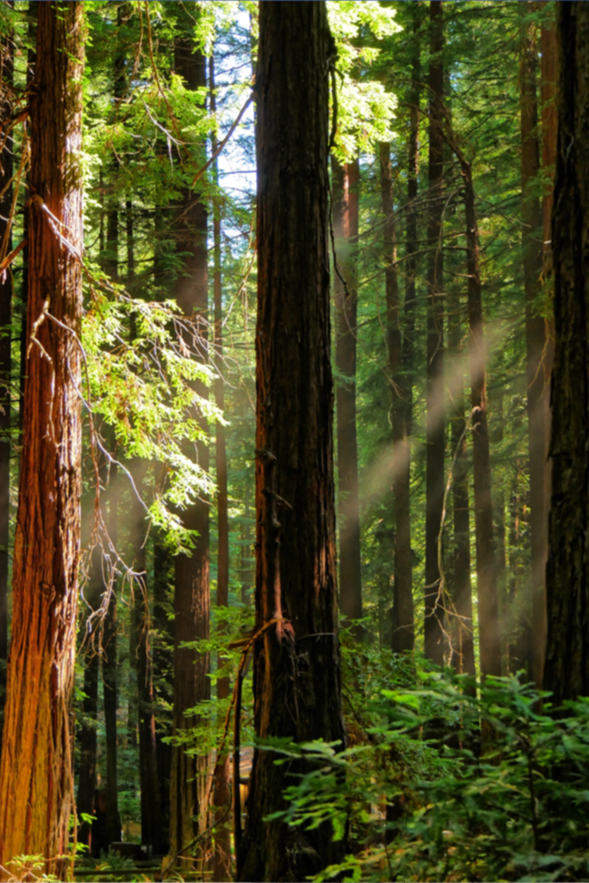 redwood
