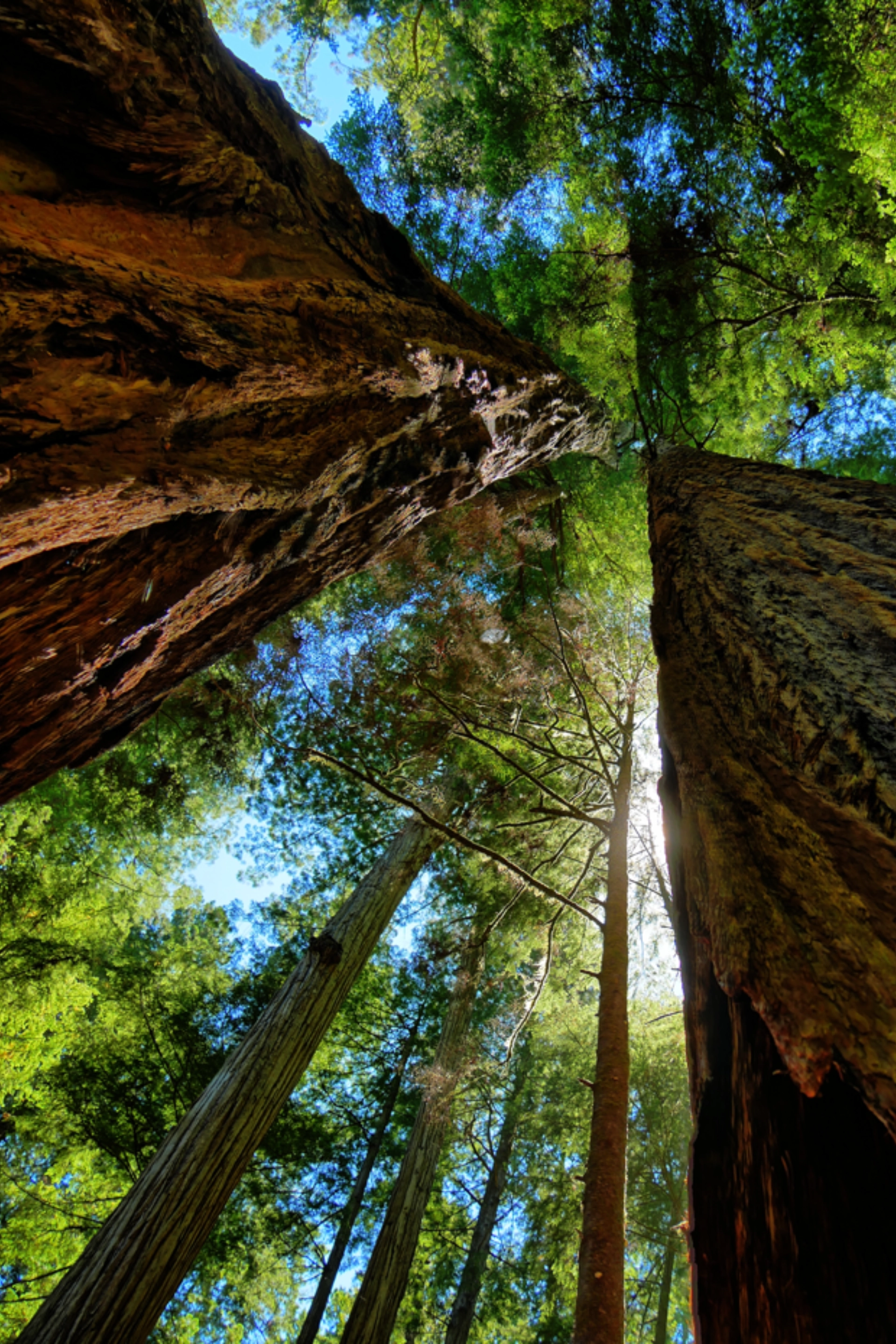 redwood