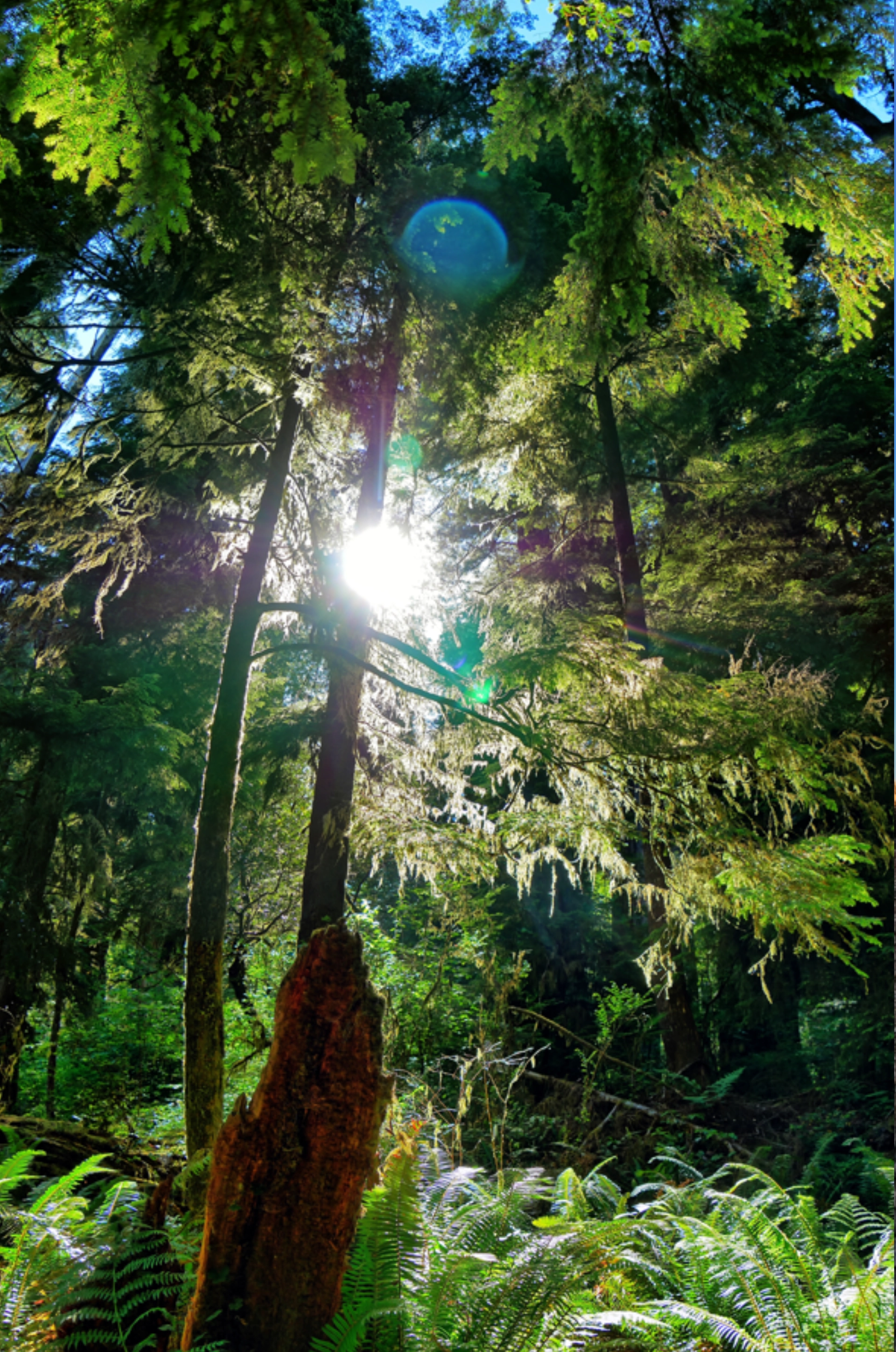 redwood